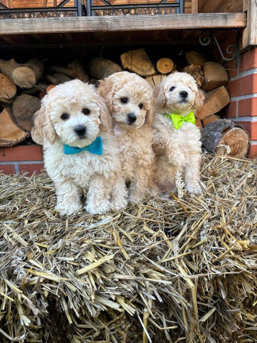 Bichpoo/Maltipoo/Poochon pies chłopczyk