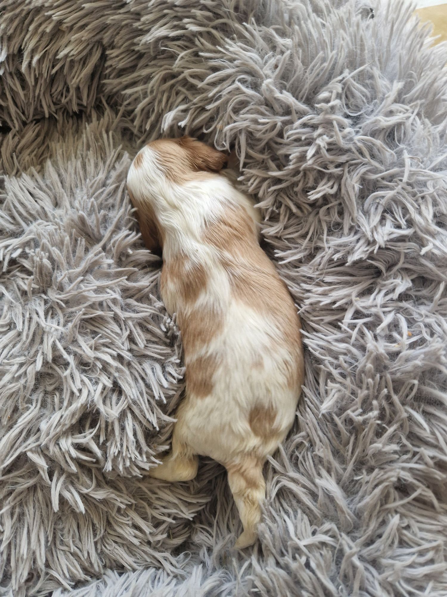 Cavalier piesek z rodowodem