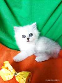 Котёнок серебристой шиншиллы белый silver страйт британский