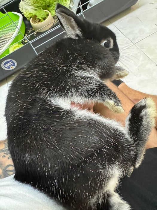 coelho anão netherland dwarf
