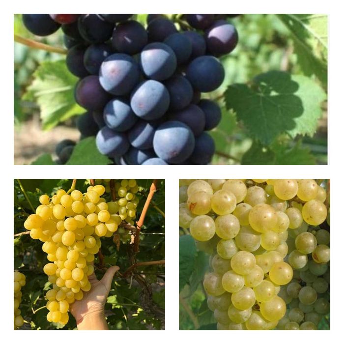 Zestaw 3 odmiany do przydomowej winnicy