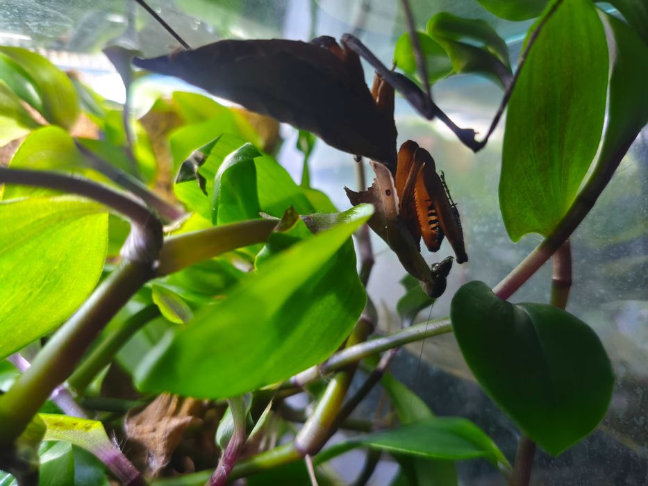 Modliszka Deroplatys dessicata