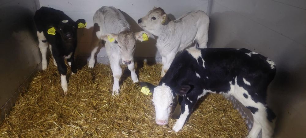 Mięsne byczki cieleta Krapkowice