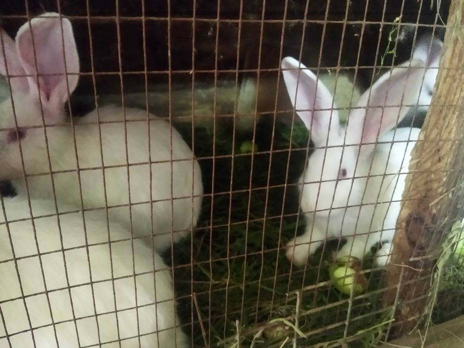 Продаються кролі породи Термонська Біла!