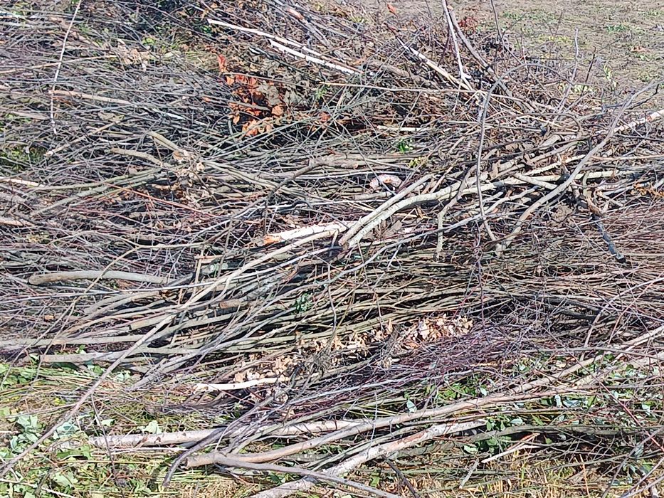 Za darmo gałęzie Rydzów