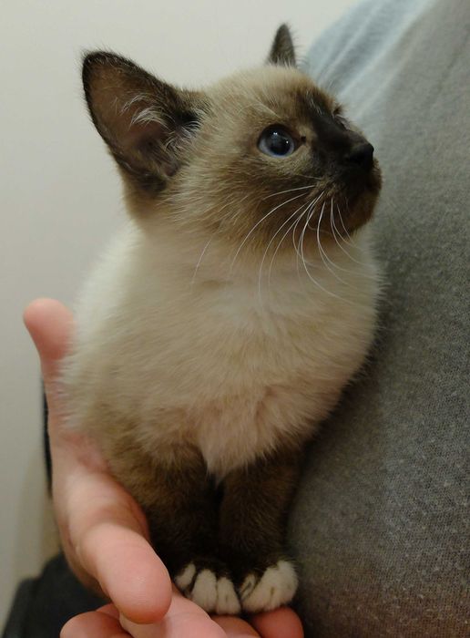Гарненьке сіамське 3 місячне кошеня котик
