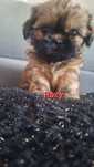 Sprzedam suczke Shih-Tzu