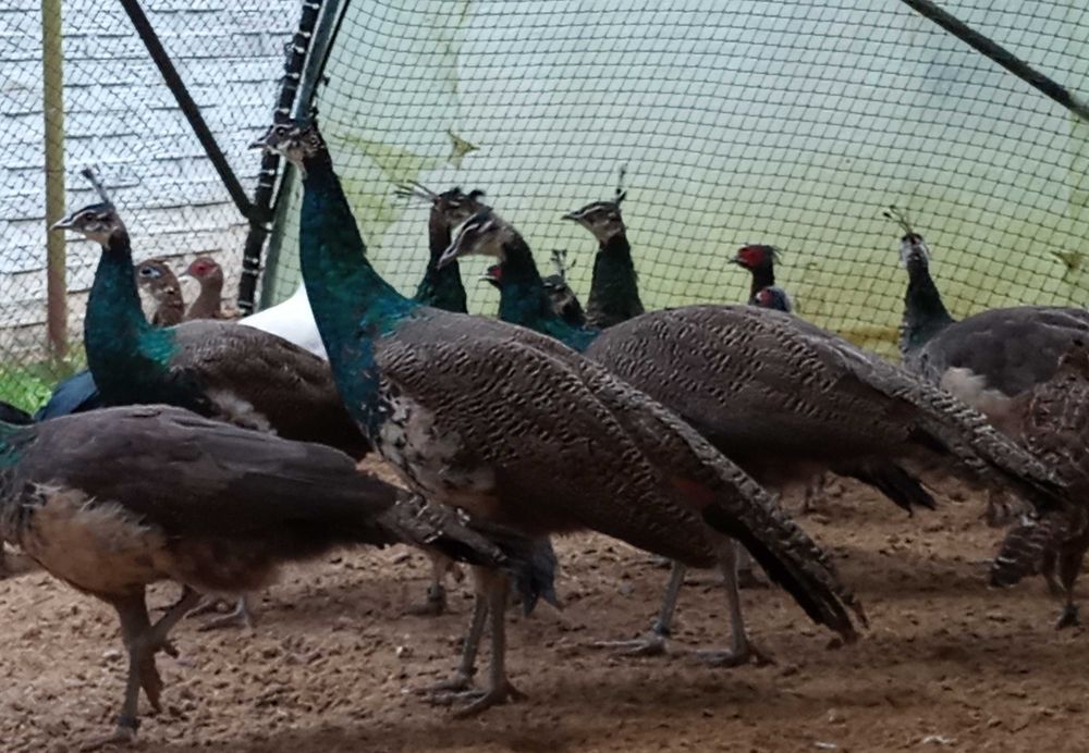 sprzedam pawie zielone młode