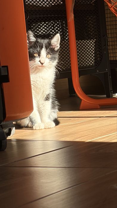 Gatinho Macho para adoção