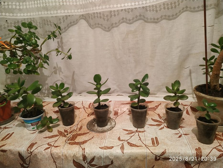 Продам  цветок  Красулу (денежное дерево, толстянка,) и каланхое