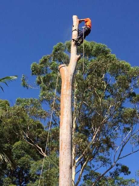 Спилювання, покіс, видалення кущів - швидко та доступно. Розчищення.