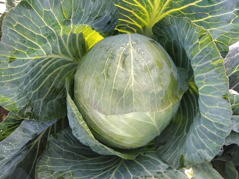 Kapusta dla zwierząt na pasze