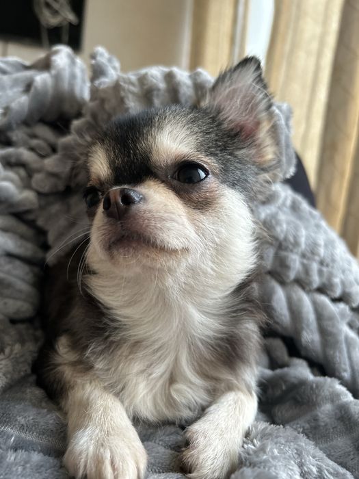 Чихуахуа не як у всіх! Хаски! Київ КСУ від чемпіонів