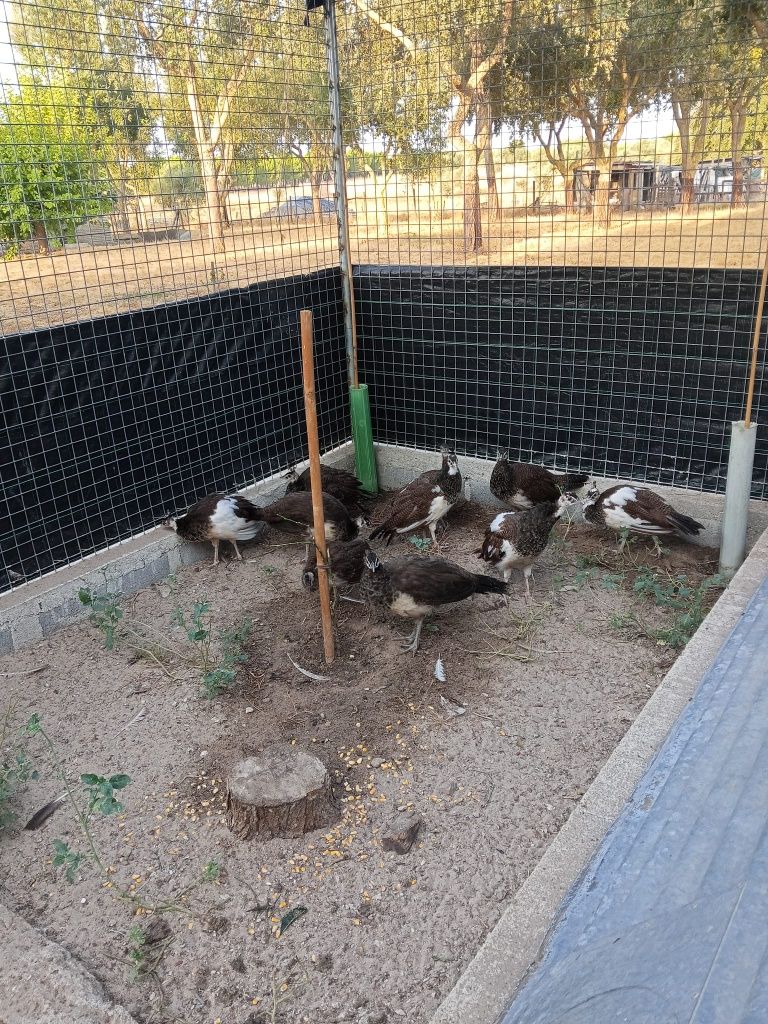 Pavões juvenis..