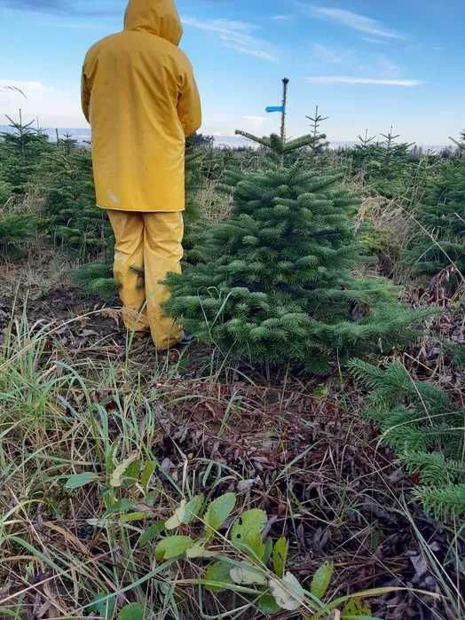 ***JODŁA KAUKASKA*** świerk pospolity jodła w doniczce