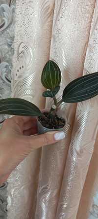 Продам орхідею лудізію