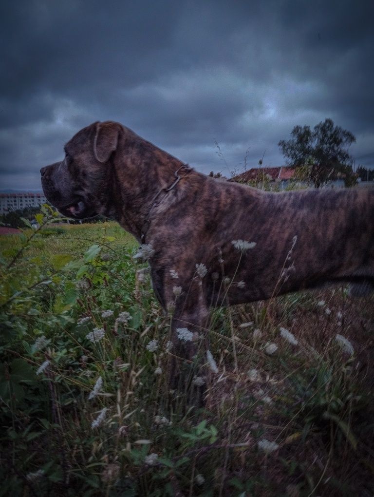 Cane corso macho para adoção (ver descrição)