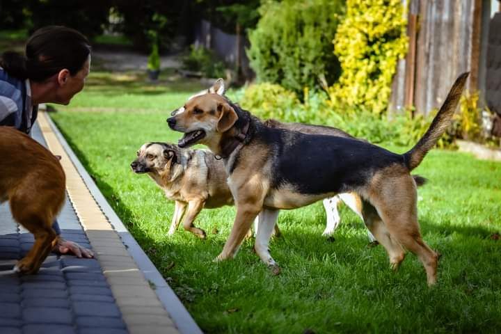 Nieśmiała Suczka poleca się do adopcji!