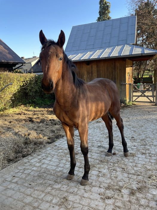 Ogierek malopolski program