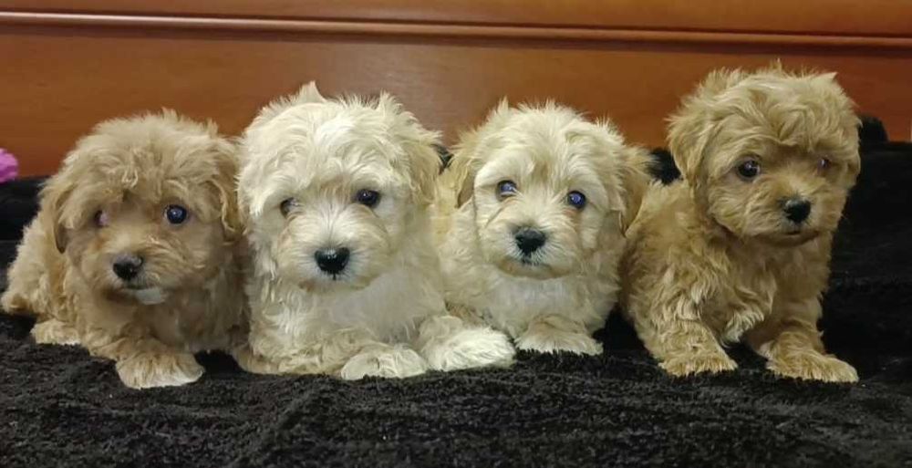 Девочки мальтипу.