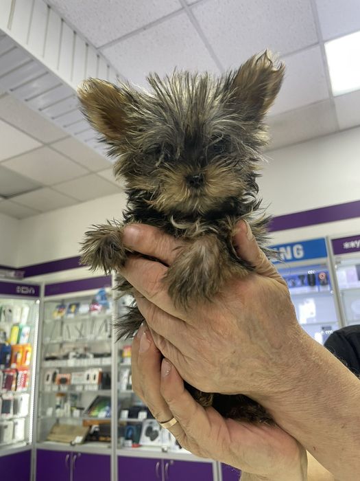 Продаются зенки породи йоркширский терьер мини