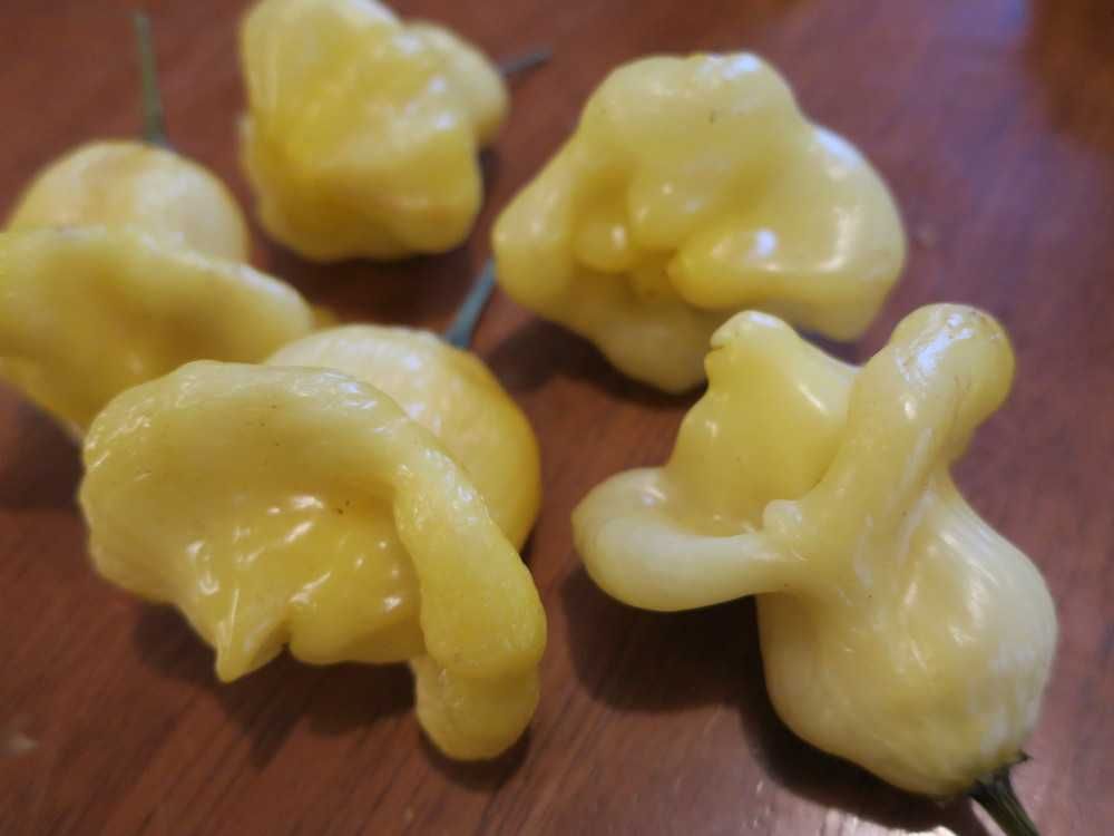10 sementes de pimenta Aji Fantasy White (rara)