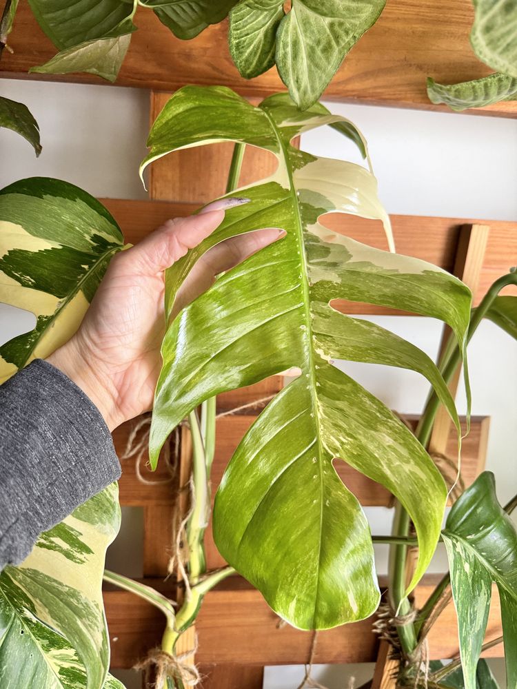 Epipremnum pinnatum variegata gigant szczyt