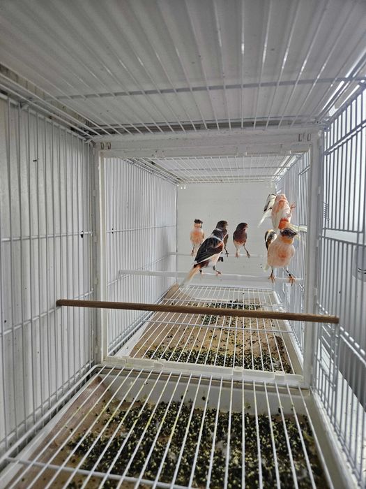 Canarios arlequim português