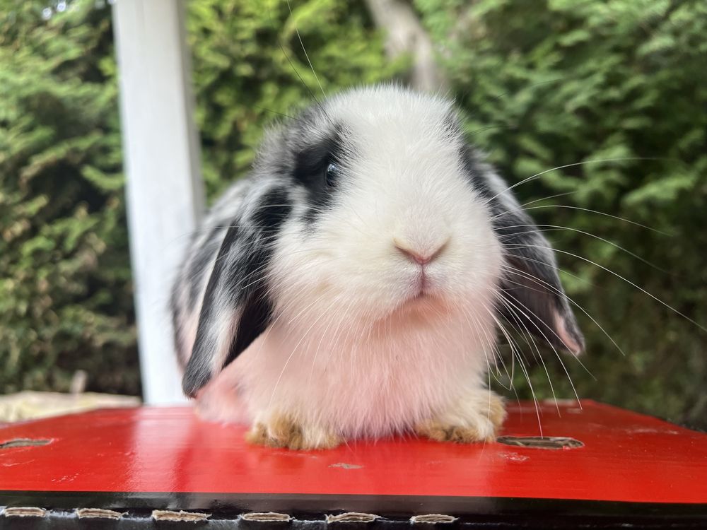 Samiczka łaciata mini lop karzełek baranek