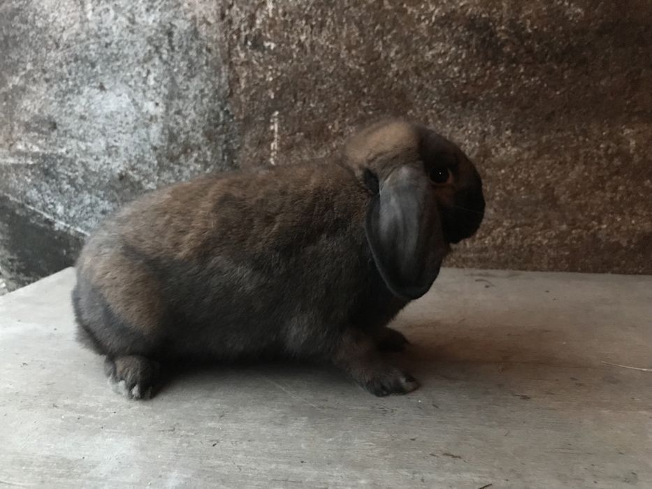 karzełek baran madagaskarowy (rodowód, ocena)