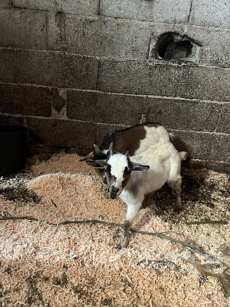 Cabras anas 3 meses