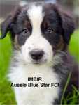 Owczarek Australijski Aussie szczeniak ZKwP FCI  REZERWACJA