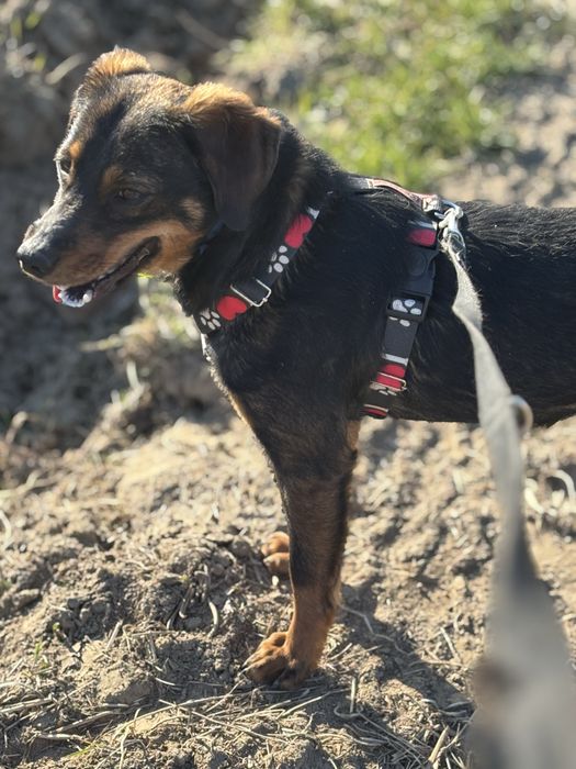 Maly piesek Pikuś do adopcji