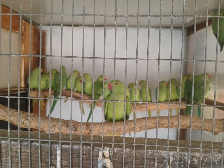 Ring necks sexados