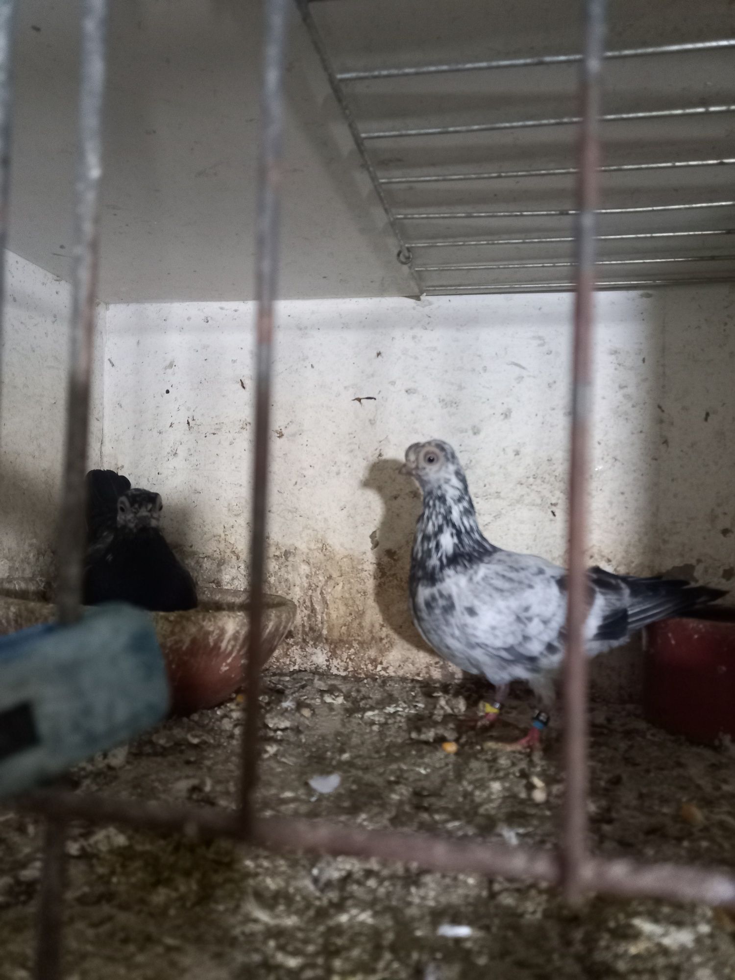 Vendo várias raças de pombos