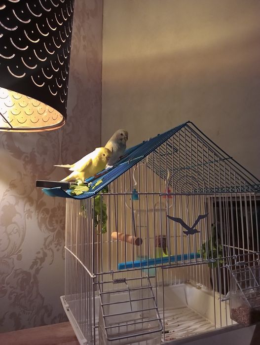 2 piriquitos domésticados