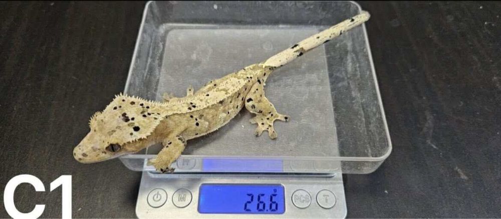 Samce Gekona orzesionego