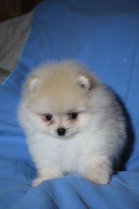 Гарні. Міні і стандарти