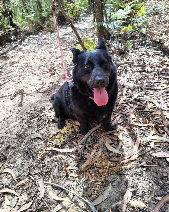 Dolly- cadela de porte pequeno para adoção