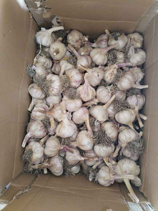 Paczka czosnku 50główek  kaliber 5,5