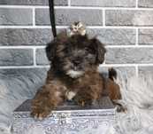 Yorkiepoo, Yorkipoo york & pudel toy nie maltipoo śliczny piesek