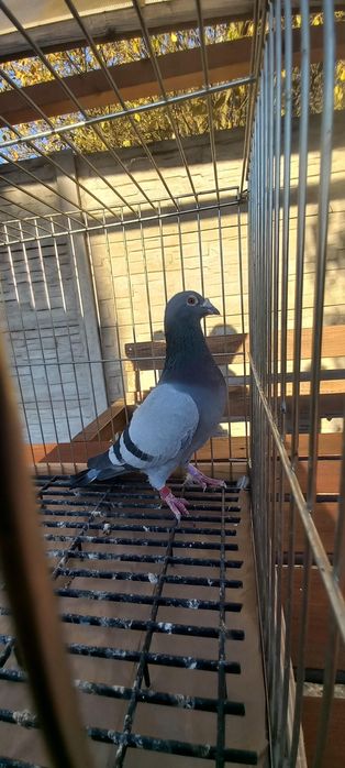 Gołebie pocztowe Deklak