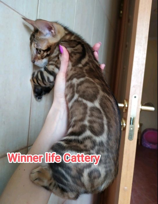 Бенгали шоу класу в улюбленці!