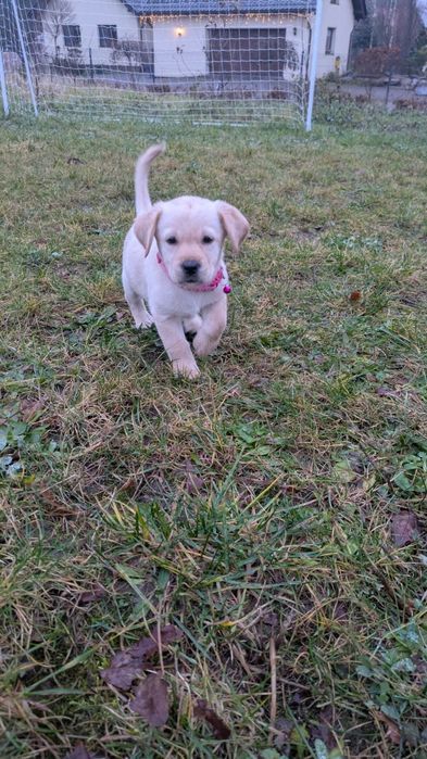Szczeniak Labrador retriever z rodowodem suczka