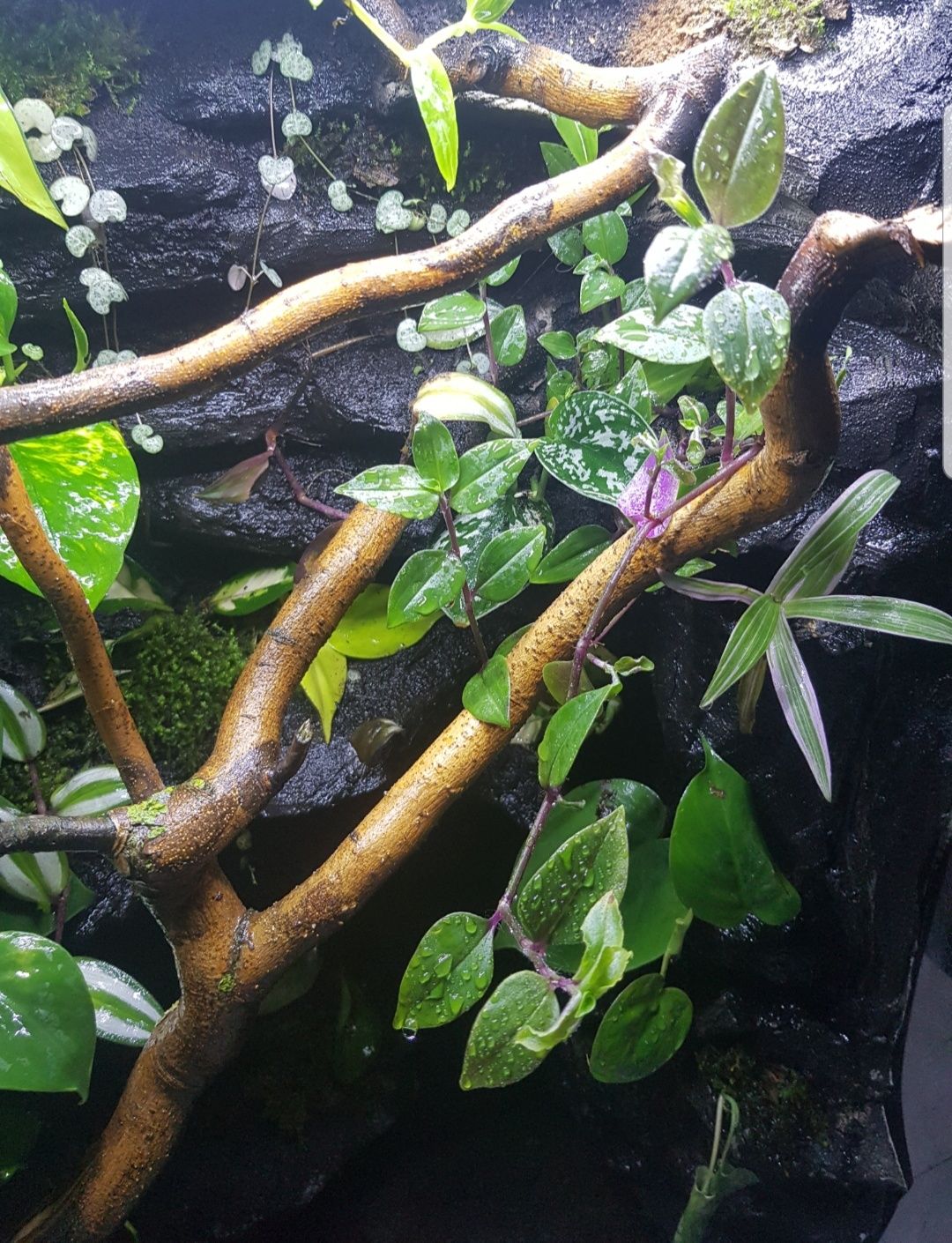 Terrarium tropikalne 45x45x80