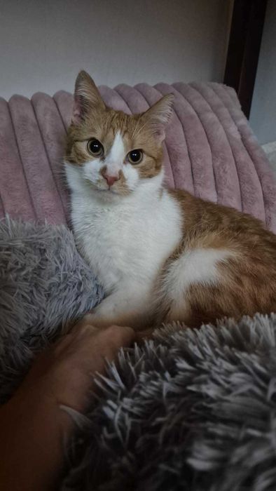 Filipek poleca się do adopcji