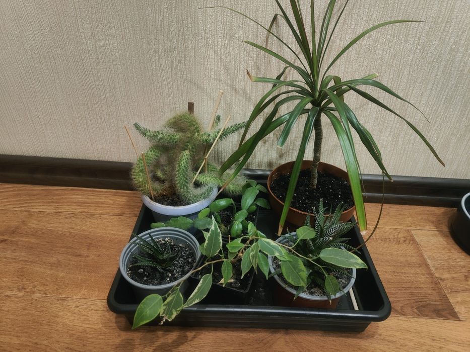 Віддам кімнатні квіти