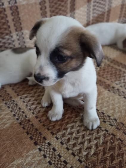 Szczeniaczki szukają domu