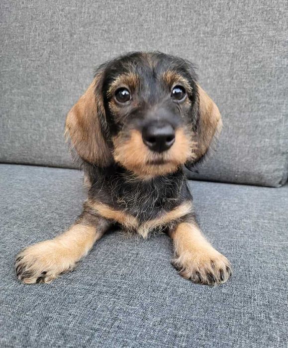 Teckel Qualidade TOP - Garantia Contrato Fatura - Macho