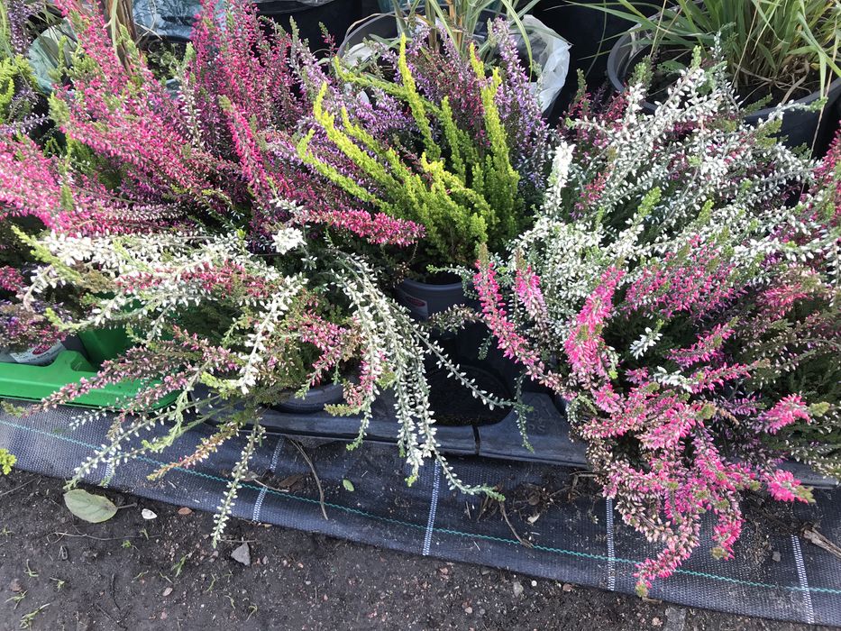 Вереск великий асортимент в контейнерах для висадки